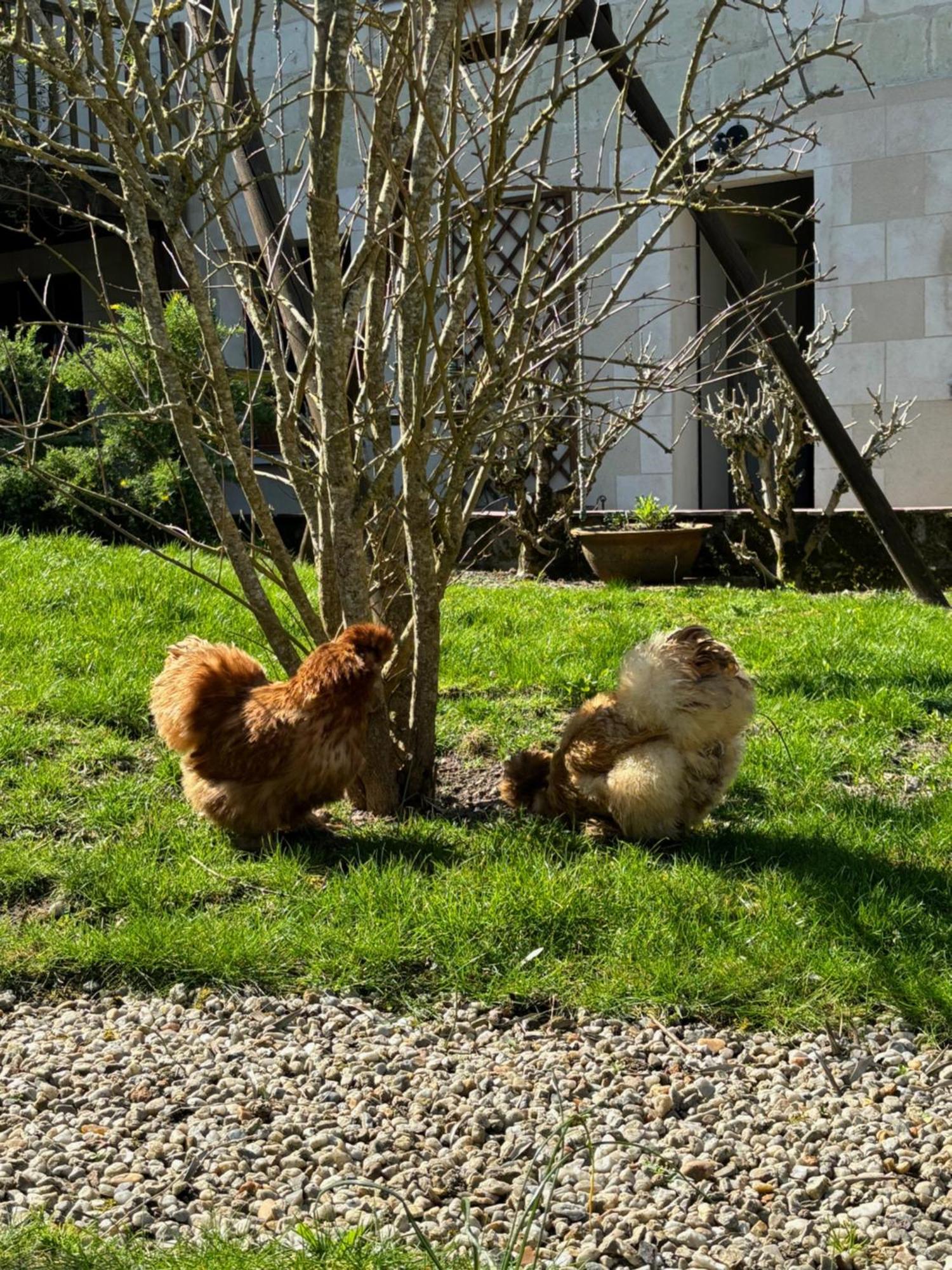 Le Petit Hureau Saumur Exterior photo